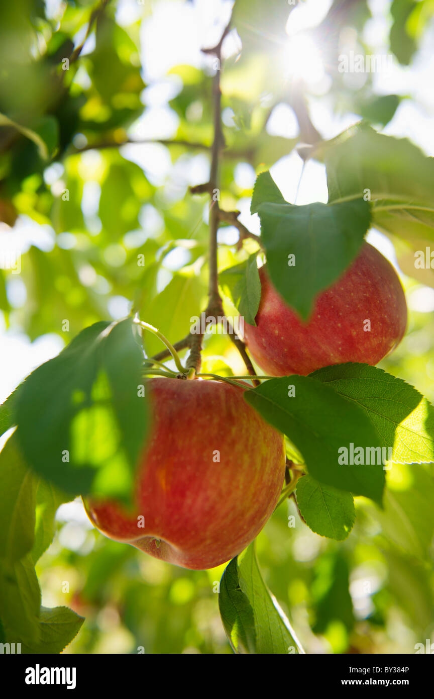 USA, l'État de New York, Hudson, pommes growing on tree in orchard Banque D'Images