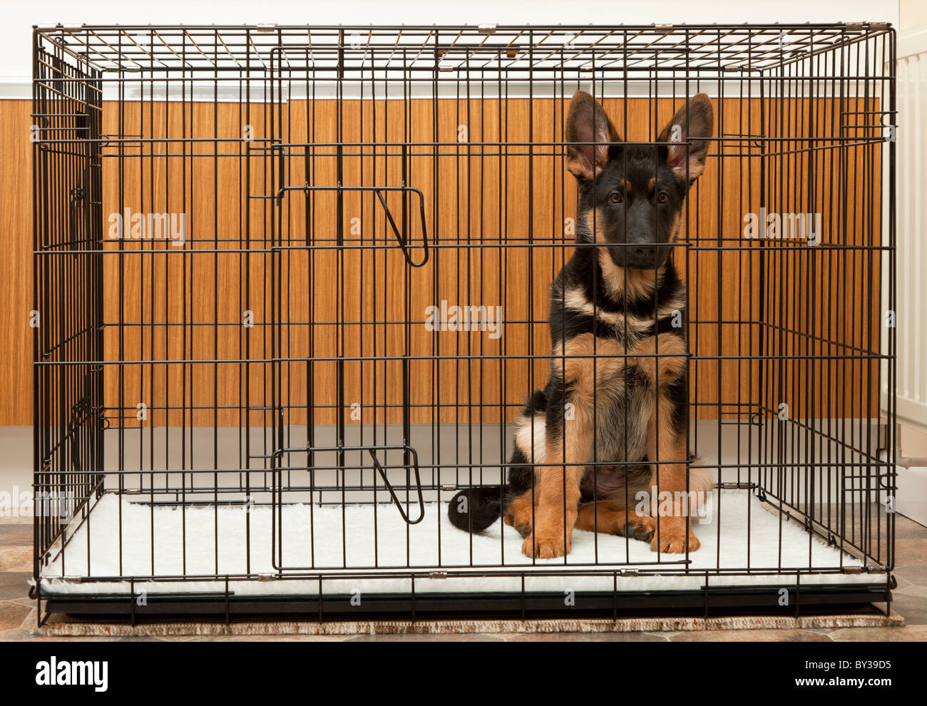 Berger allemand chiot à 4 mois dans sa caisse dans une buanderie Photo  Stock - Alamy