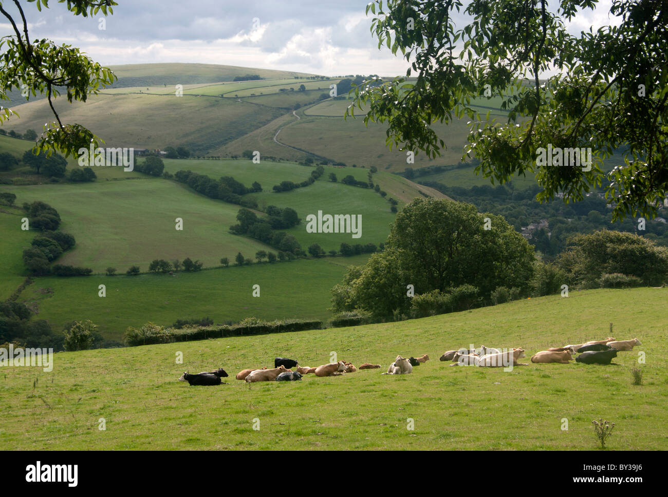 Troupeau de bétail assis sur le terrain vallonné pittoresque toile pastorale des vallées du comté de Bridgend Llangeinor South Wales UK Banque D'Images