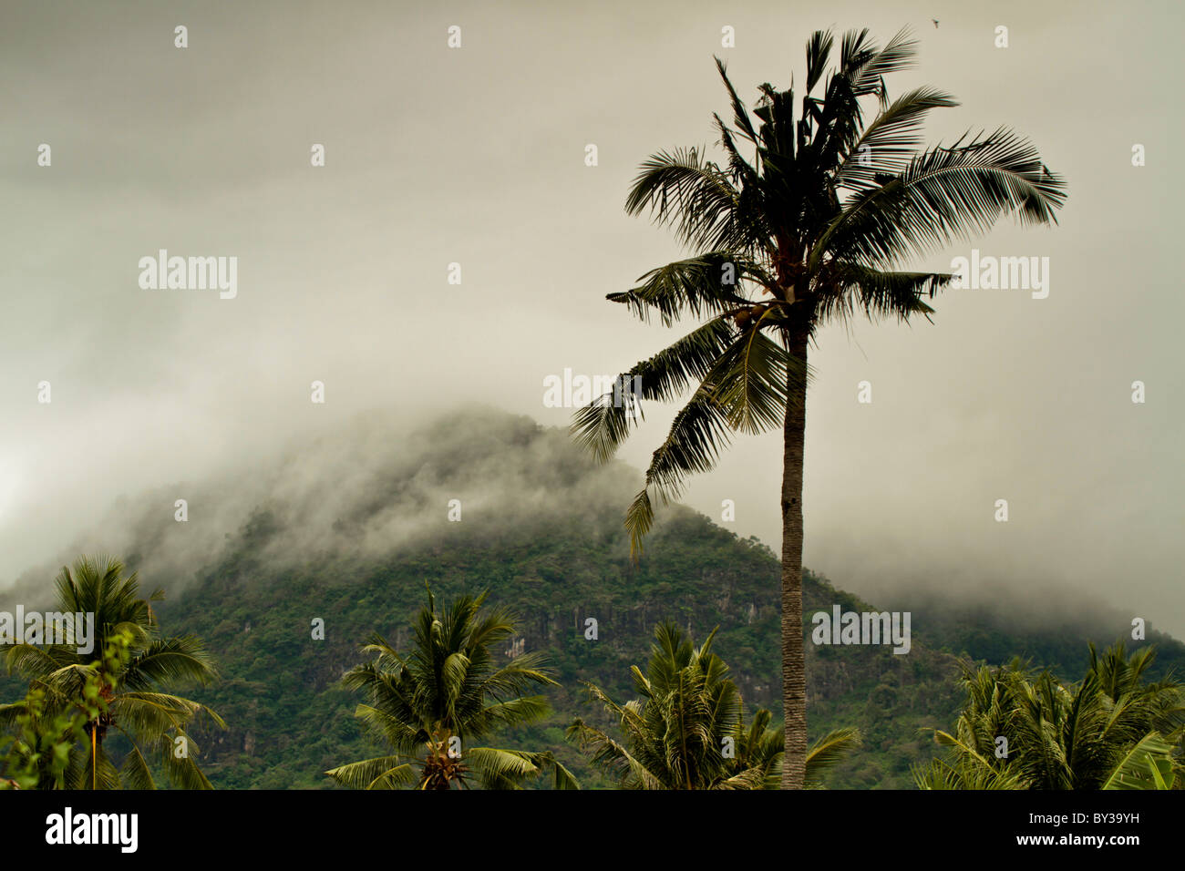 Palmier se balançant dans le vent d'une tempête venant de la montagne Banque D'Images