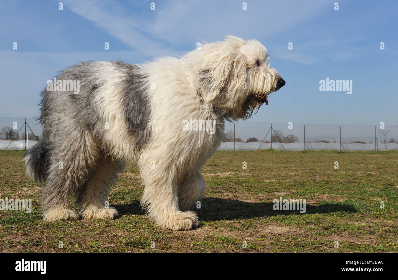 Old English Sheepdog race debout dans un jardin Banque D'Images