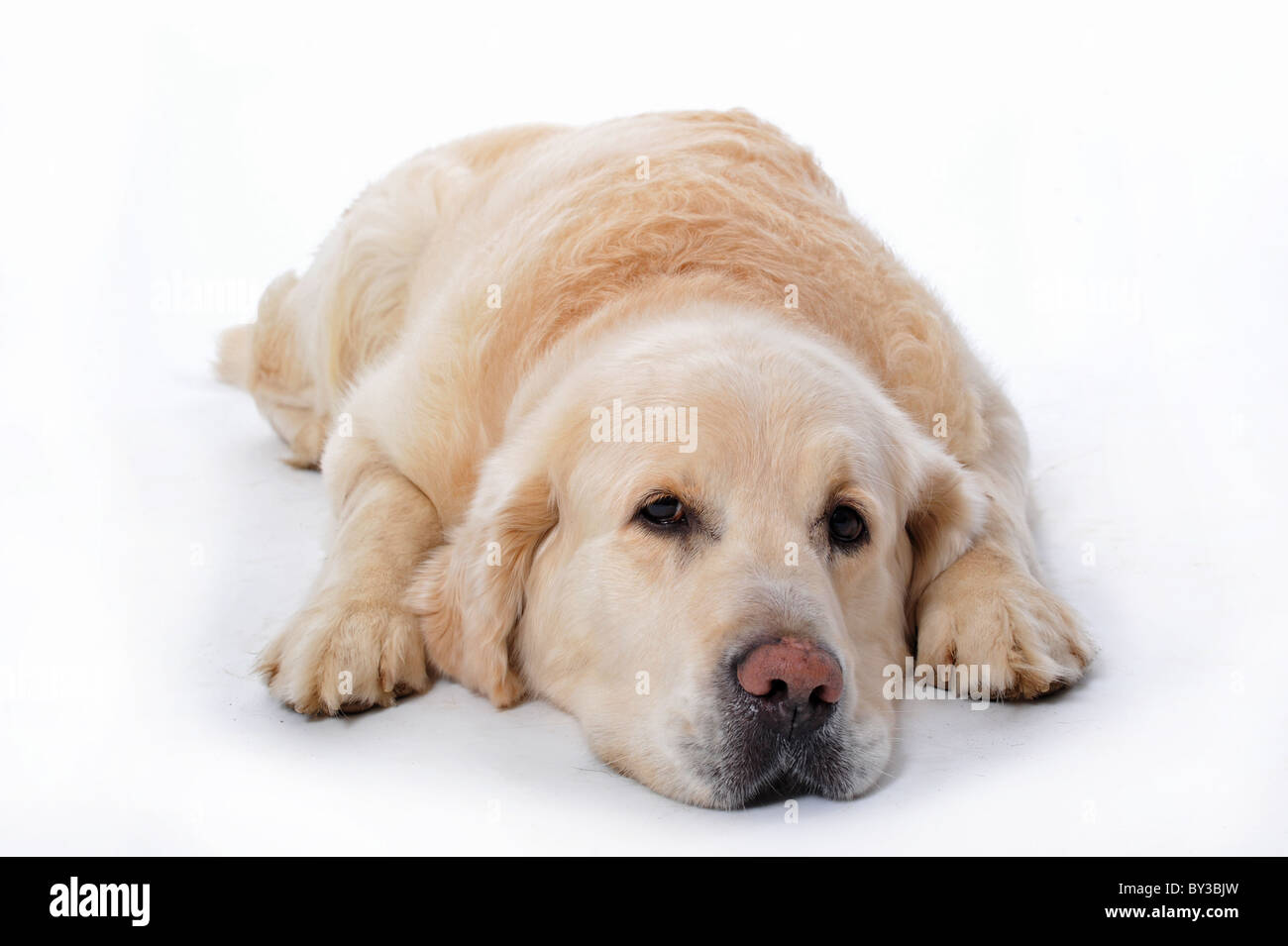 Jeune golden retriever portant sur un fond blanc Banque D'Images Jeune golden retriever portant sur un fond blanc Banque D'Images