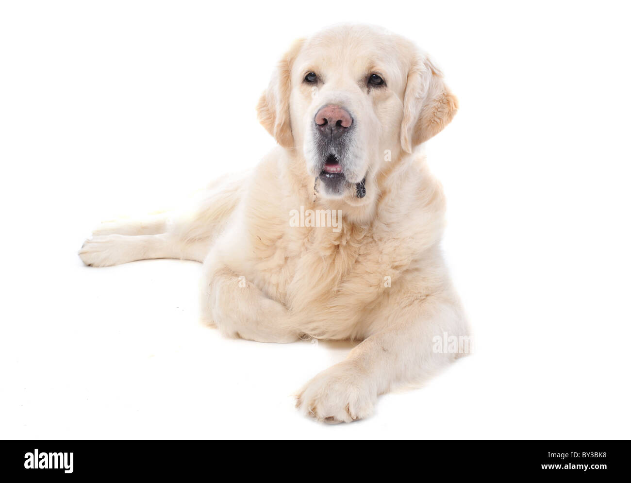 Golden retriever pure race, assis devant un fond blanc Banque D'Images Golden retriever pure race, assis devant un fond blanc Banque D'Images