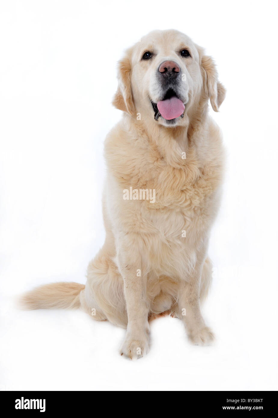 Portrait d'un golden retriever pure race, sur un fond blanc Banque D'Images Portrait d'un golden retriever pure race, sur un fond blanc Banque D'Images