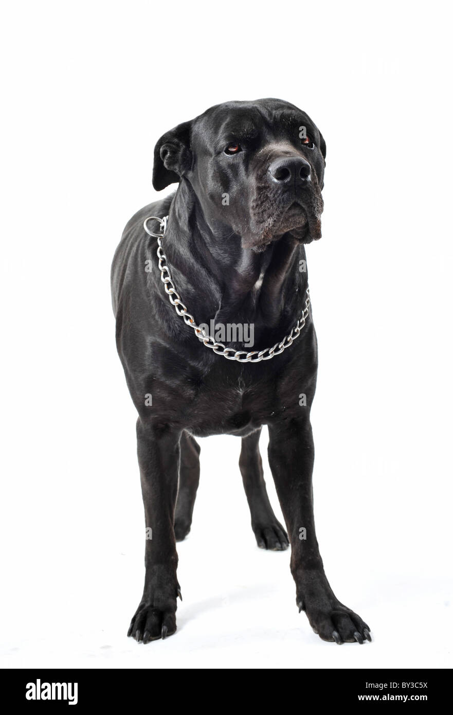 Portrait d'un noir de race Mastiff cane corso italien ou en studio Banque D'Images