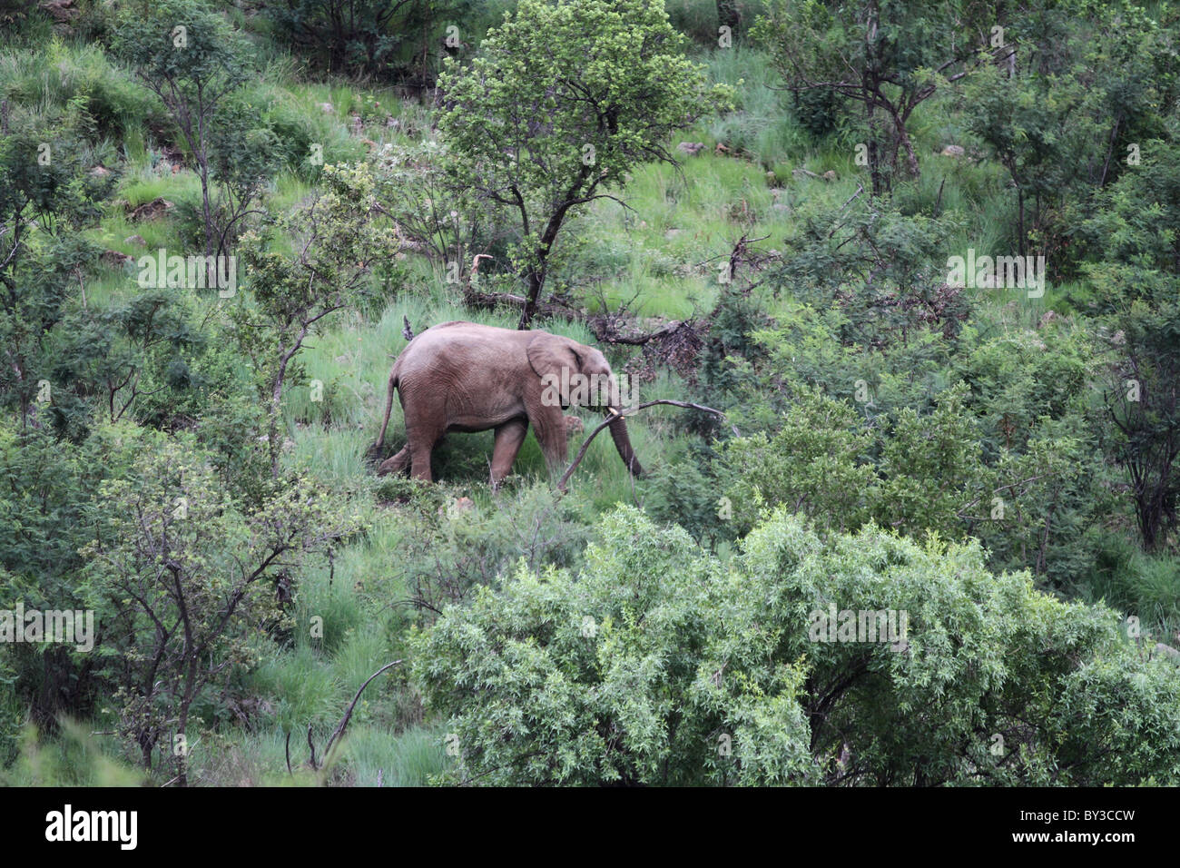 Bush africain Elephant (Loxodonta africana), Pilanesberg National Park, Afrique du Sud Banque D'Images