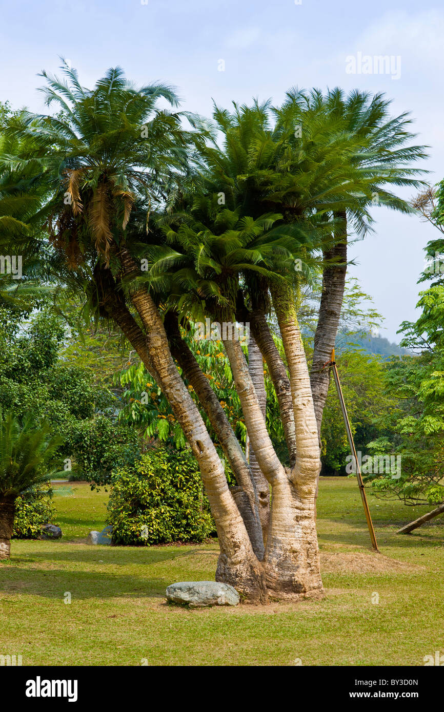 Xishuangbanna Tropical Botanical Garden, Menglun, Province du Yunnan, en République populaire de Chine. JMH4253 Banque D'Images