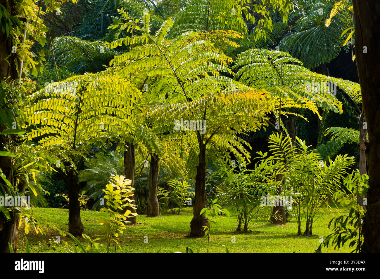 Xishuangbanna Tropical Botanical Garden, Menglun, Province du Yunnan, en République populaire de Chine. JMH4256 Banque D'Images