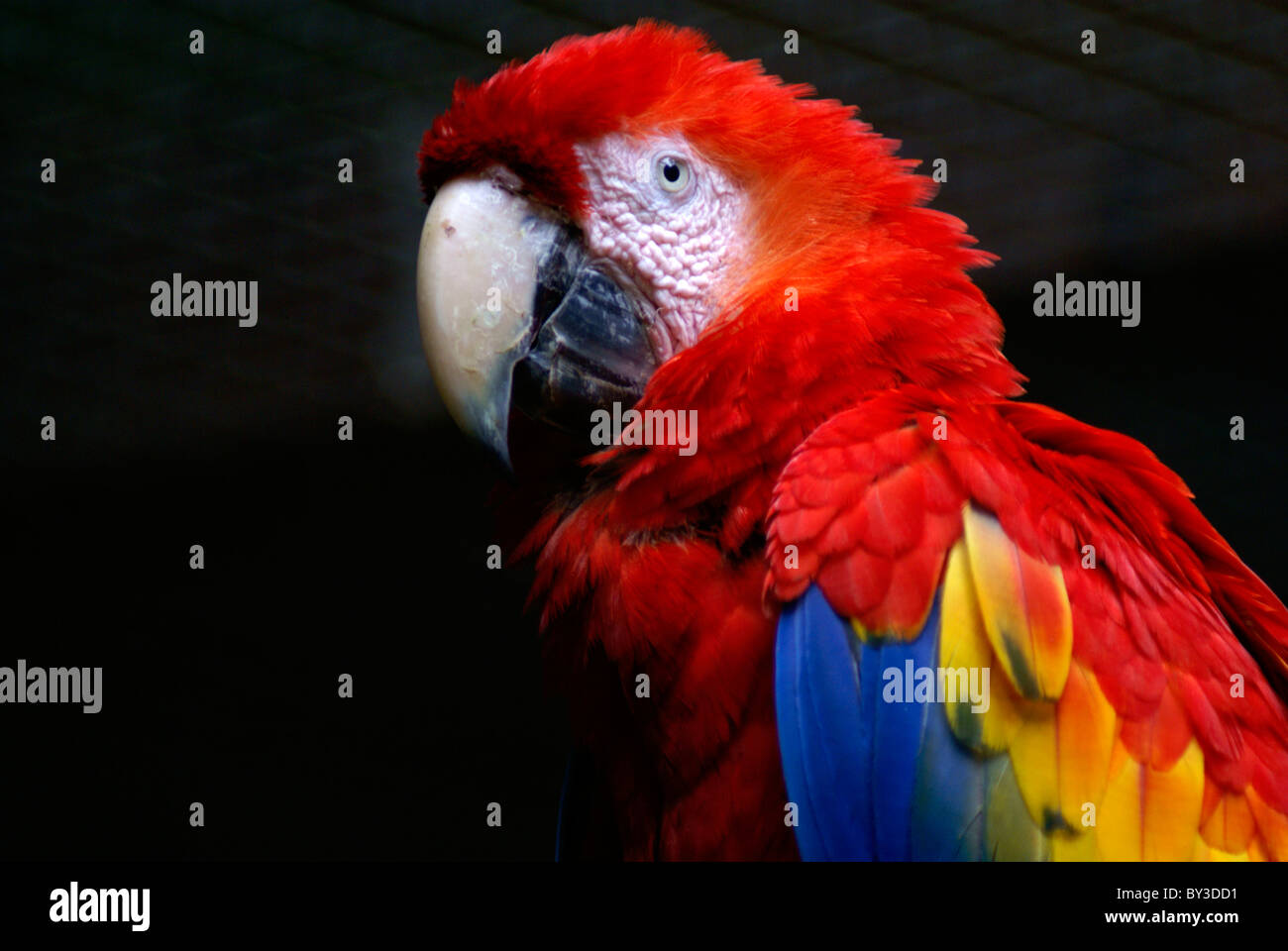 Ara rouge (Ara macao )sur le Macaw Mountain Bird Park, Copan, Honduras. Banque D'Images