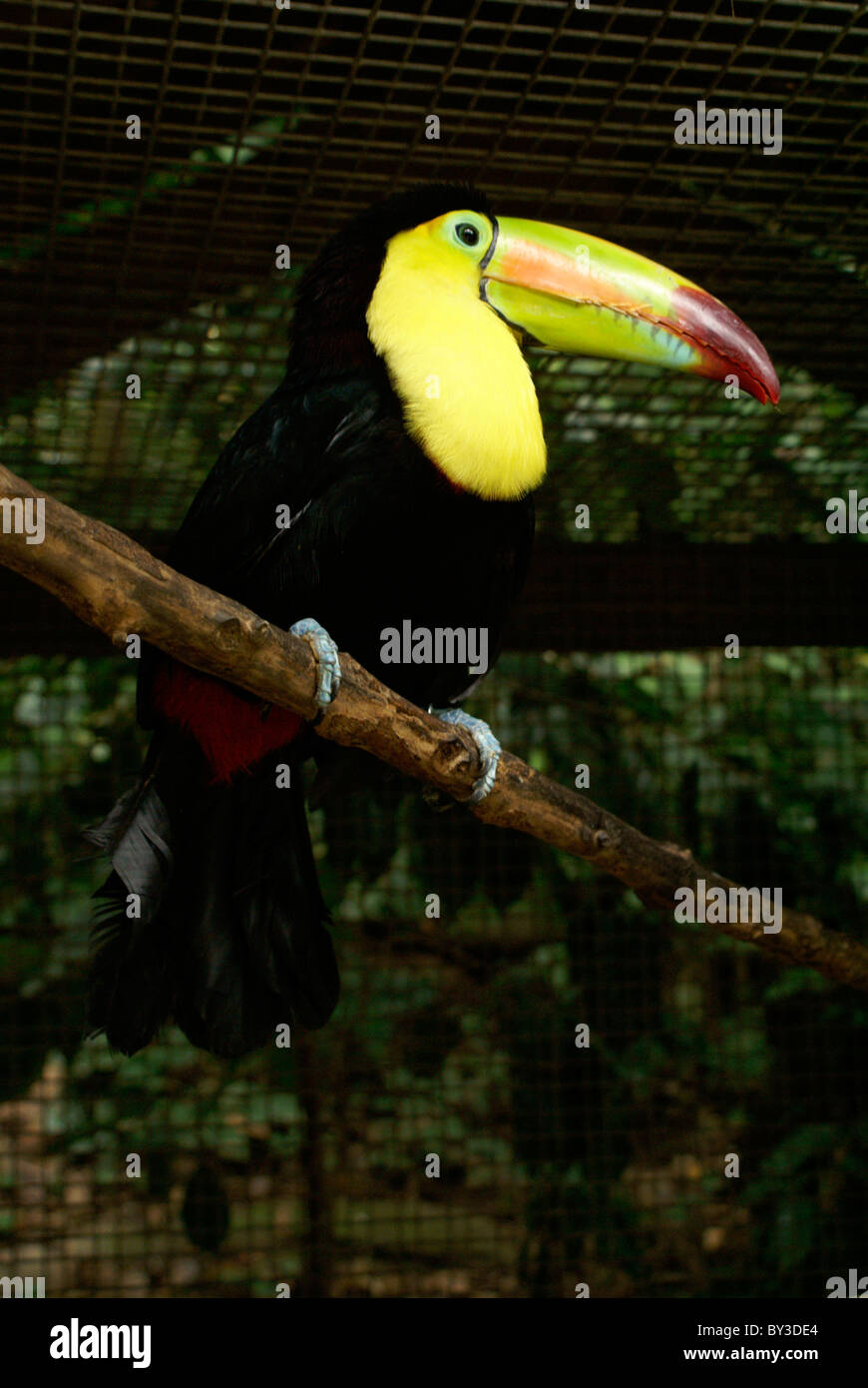 Keel-billed toucan (Ramphastos sulfuratus) au Macaw Mountain Bird Park, Copan, Honduras Banque D'Images