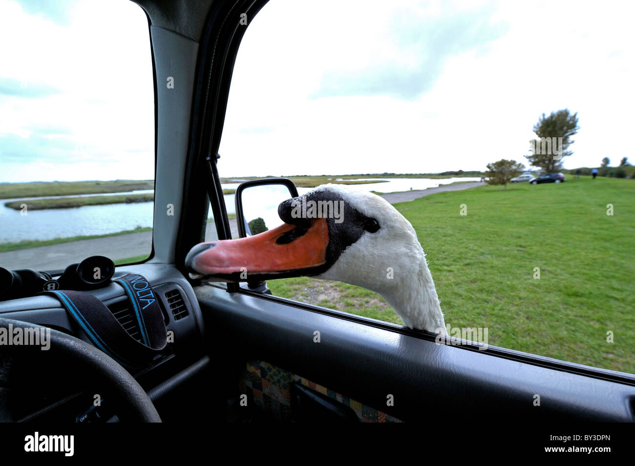 Très sympa Le Cygne tuberculé (Cygnus olor) se moque de la tête à la fenêtre de la voiture pour plus de pain. Nourrir les oiseaux. Banque D'Images