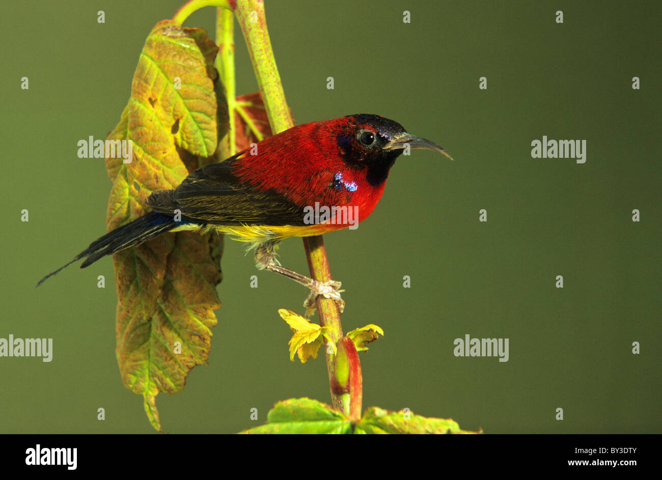 Gould Aethopyga gouldiae (Sunbird). Anglais : Souimanga de Gould : Gouldnektarvogel Allemand Espagnol : Suimanga de Gould Banque D'Images