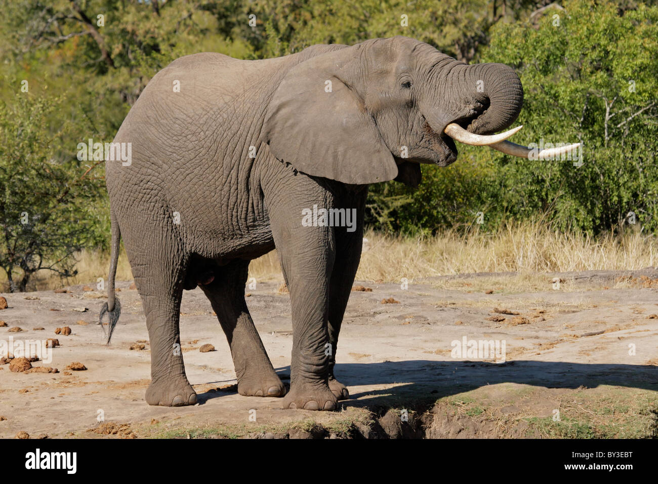 Grand éléphant mâle d'Afrique (Loxodonta africana), Kruger National Park, Afrique du Sud Banque D'Images