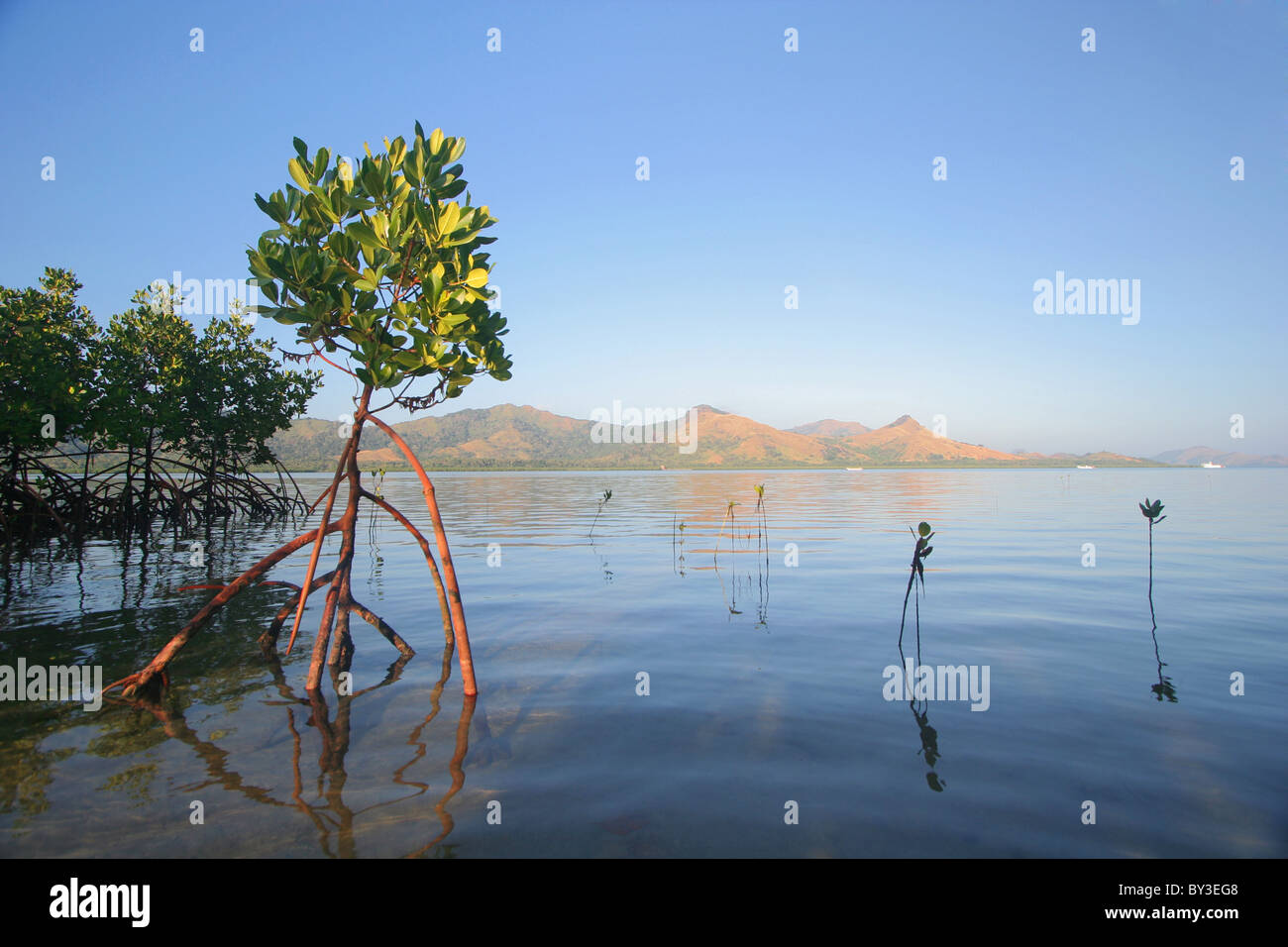 Les palétuviers et leurs racines dans un estuaire à marée à Fidji Banque D'Images