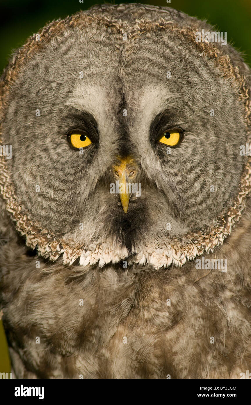 Chouette lapone Laponie ou Owl Strix nebulosa, Banque D'Images