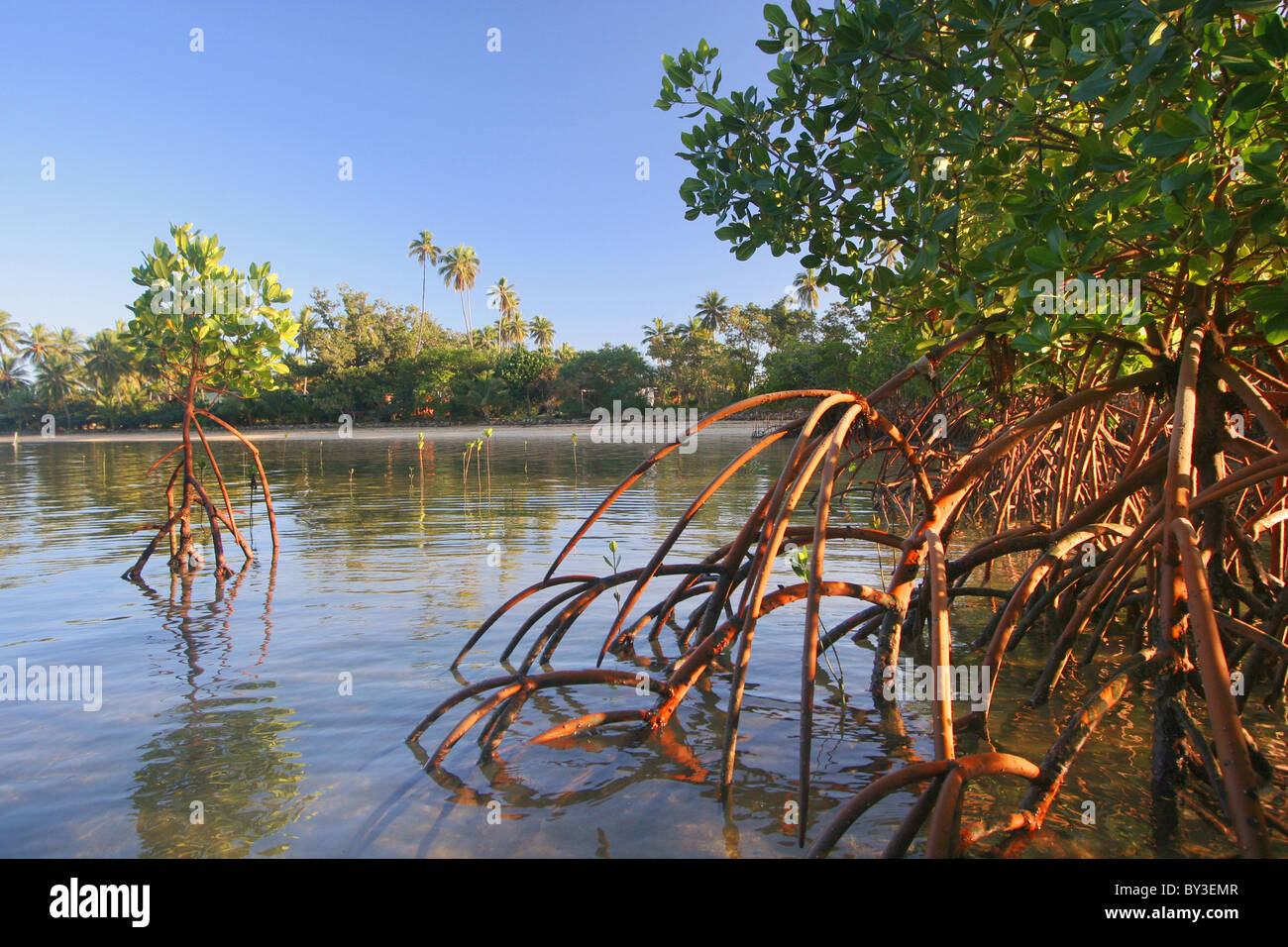 Les palétuviers et leurs racines dans un estuaire à marée à Fidji Banque D'Images