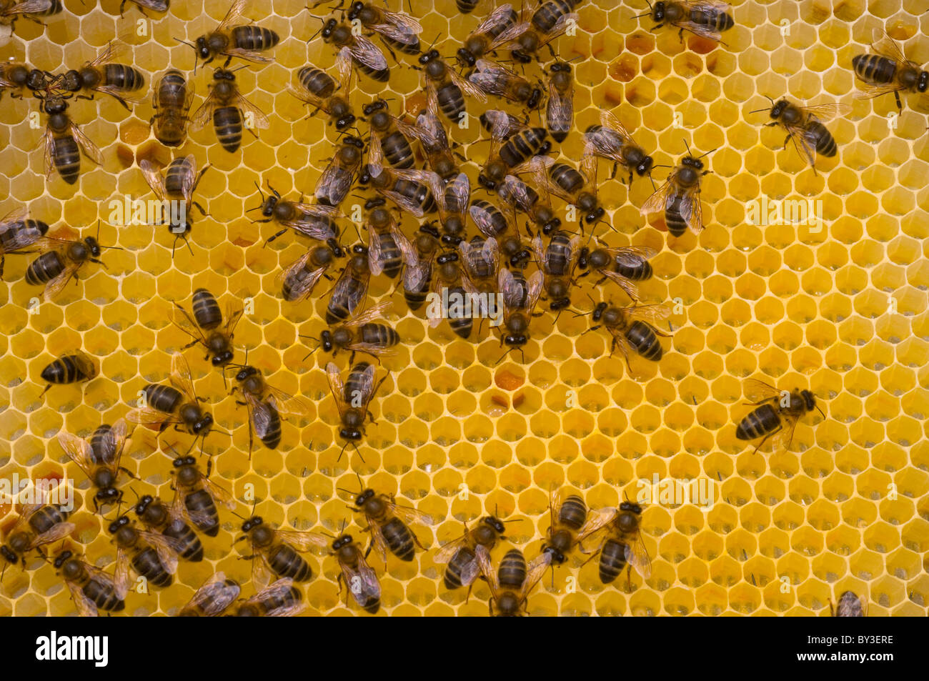 Sur nid d'abeilles Apis mellifera Banque D'Images