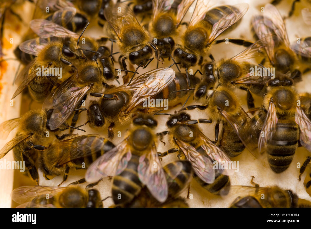 Reine des abeilles Les abeilles Apis mellifera Banque D'Images