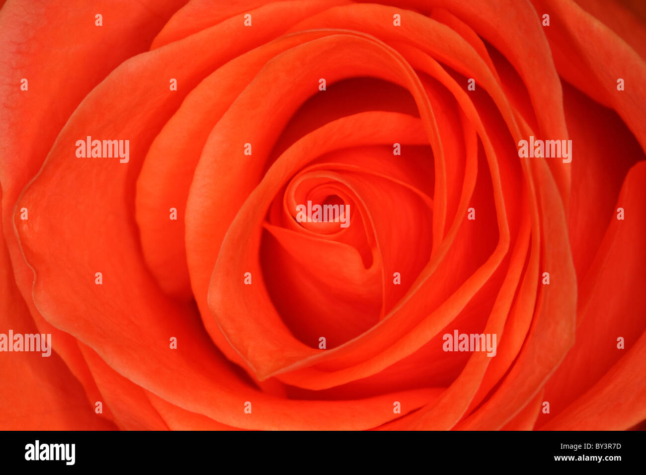Motif de pétales de rose orange Banque D'Images