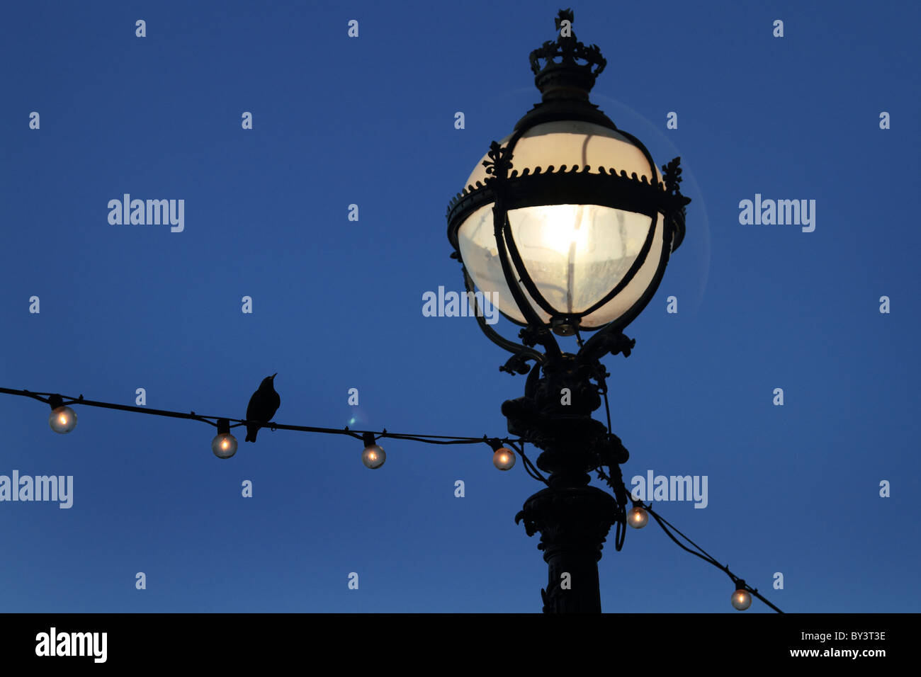 Lampe d'éclairage de rue nuit soirée d'oiseaux d'ornement Banque D'Images