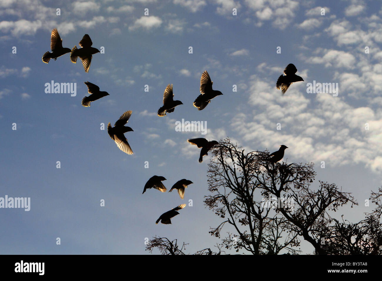 Bohemian Waxwing Jaseur boréal Bombycilla garrulus flight flying birds flock Banque D'Images