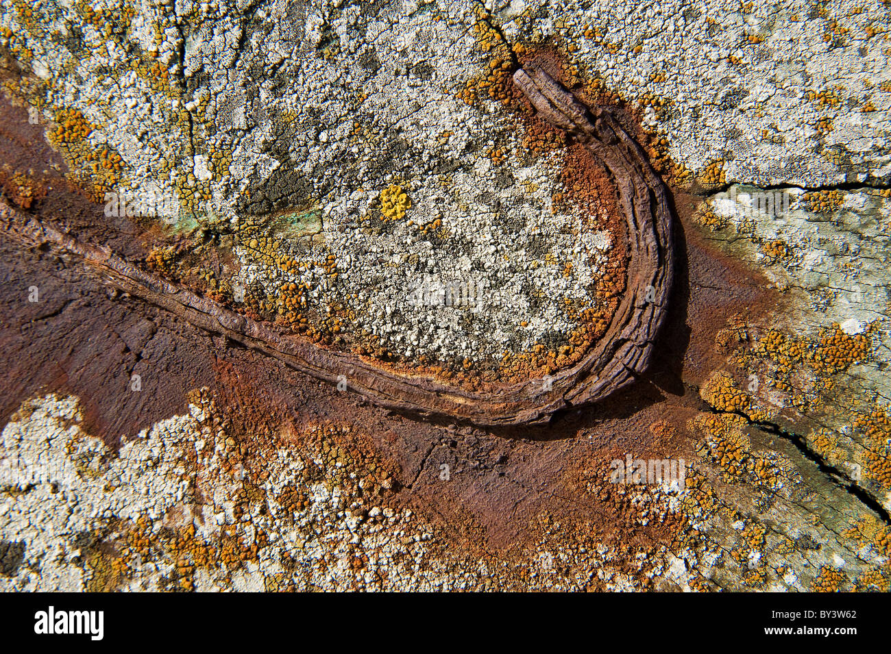 L'acier rouillé intégré à grain fin bois Banque D'Images