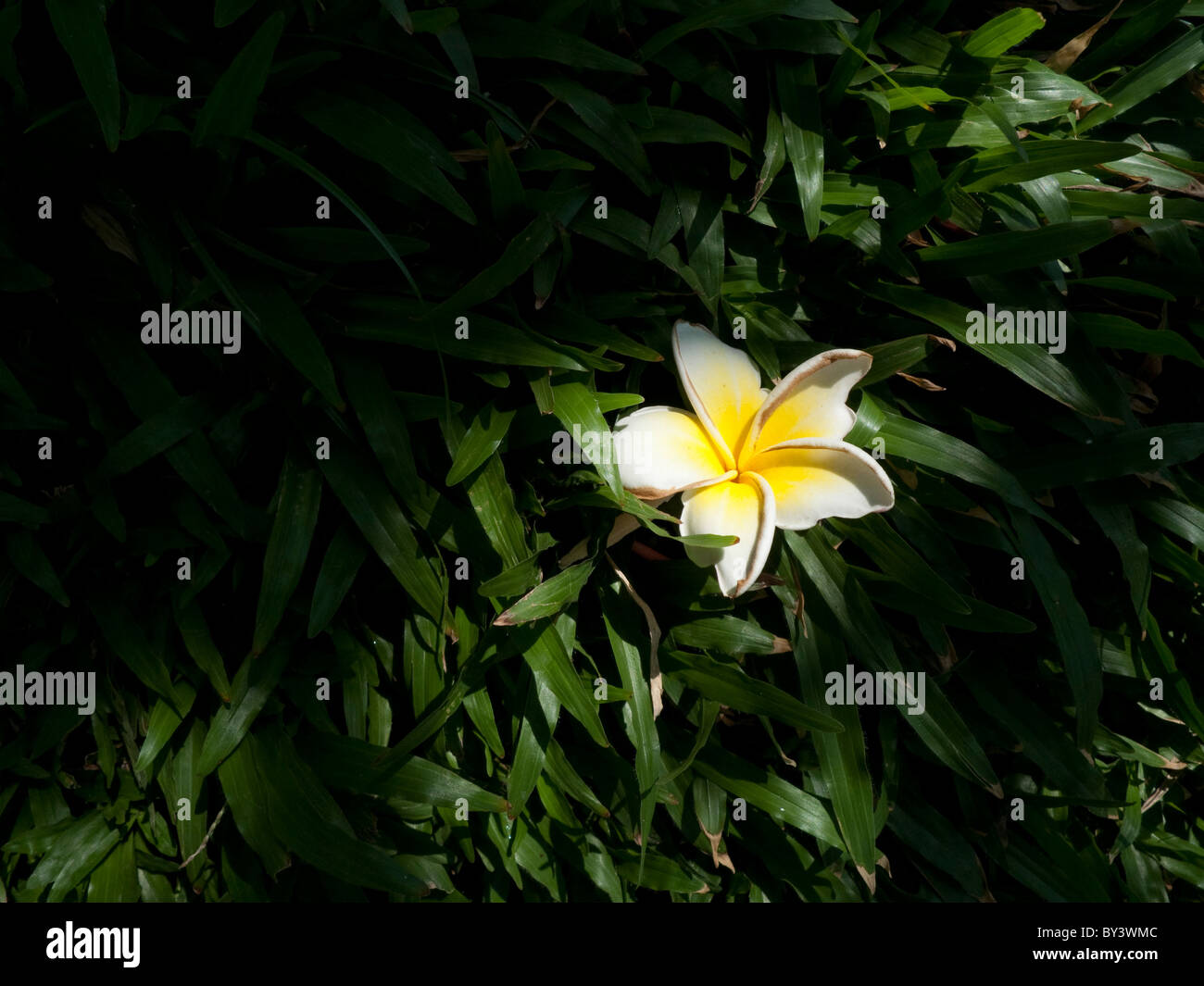 Fleur dans la rue à Ho Chi Minh Ville, Vietnam Banque D'Images