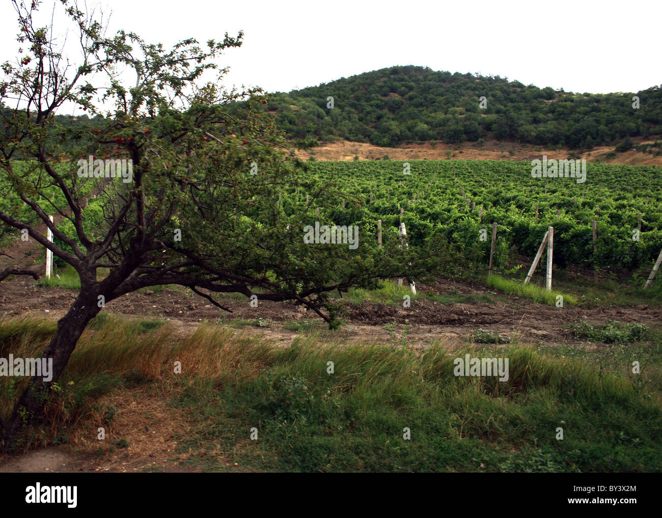 Collines de vignes dans l'Alushta, Crimea, Ukraine Banque D'Images