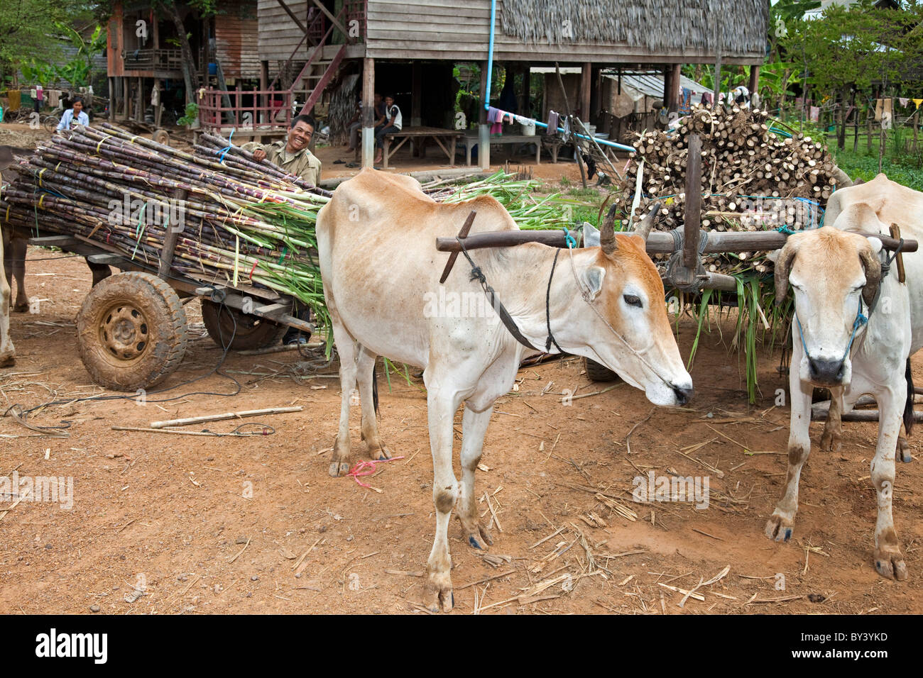 L'agriculture au Cambodge Banque D'Images
