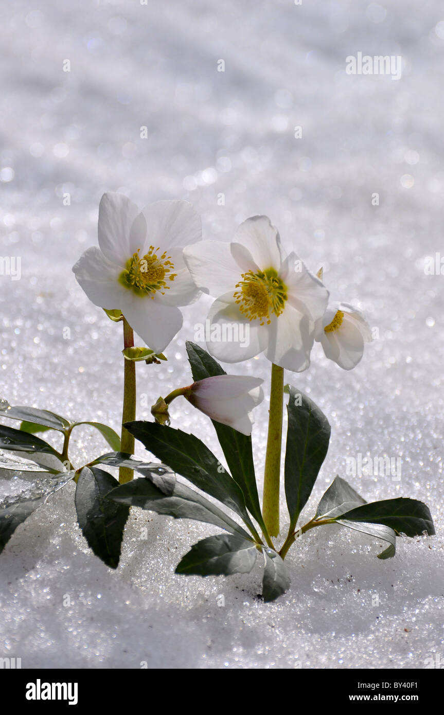 Schneerosen, Christrosen (Helleborus niger) im Schnee, Tauwetter, Banque D'Images