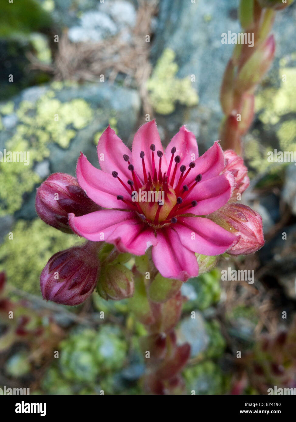 Houseleek Sempervivum arachnoideum (Cobwed), seule fleur Banque D'Images