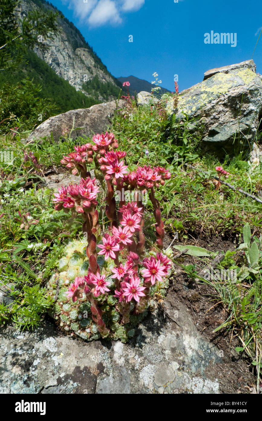 Houseleek Sempervivum arachnoideum (Cobwed), plante contre mountain Banque D'Images