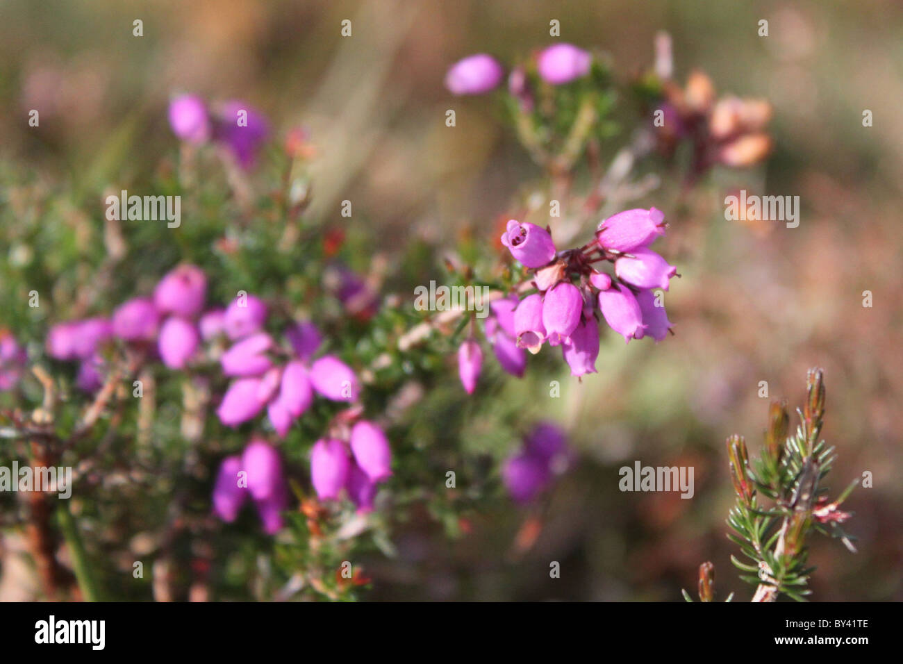 Nouvelle Forêt heather. Banque D'Images