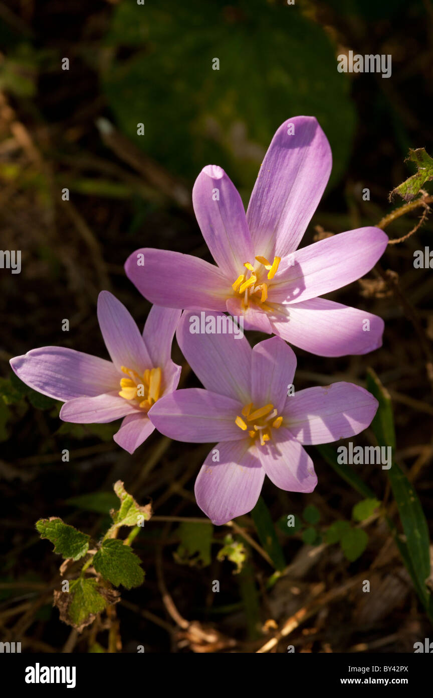 (Colchium autumnale Meadow Safran), fleur Banque D'Images