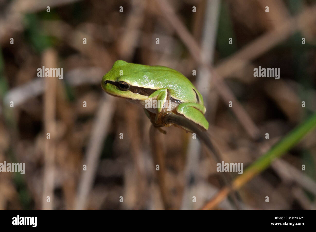 Rainette commune (Hyla arborea) Banque D'Images