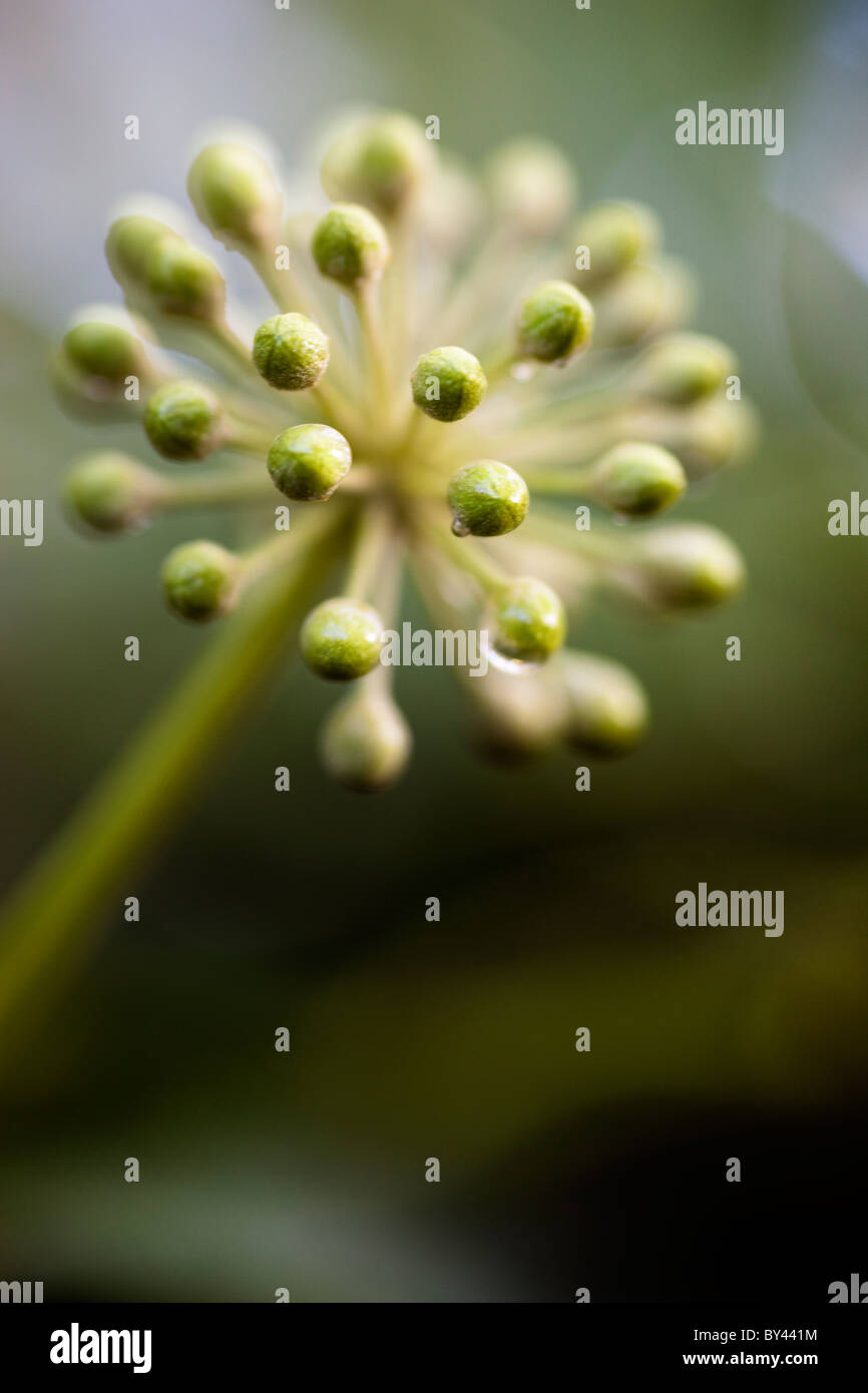 Avant d'ouvrir la fleur de lierre Banque D'Images