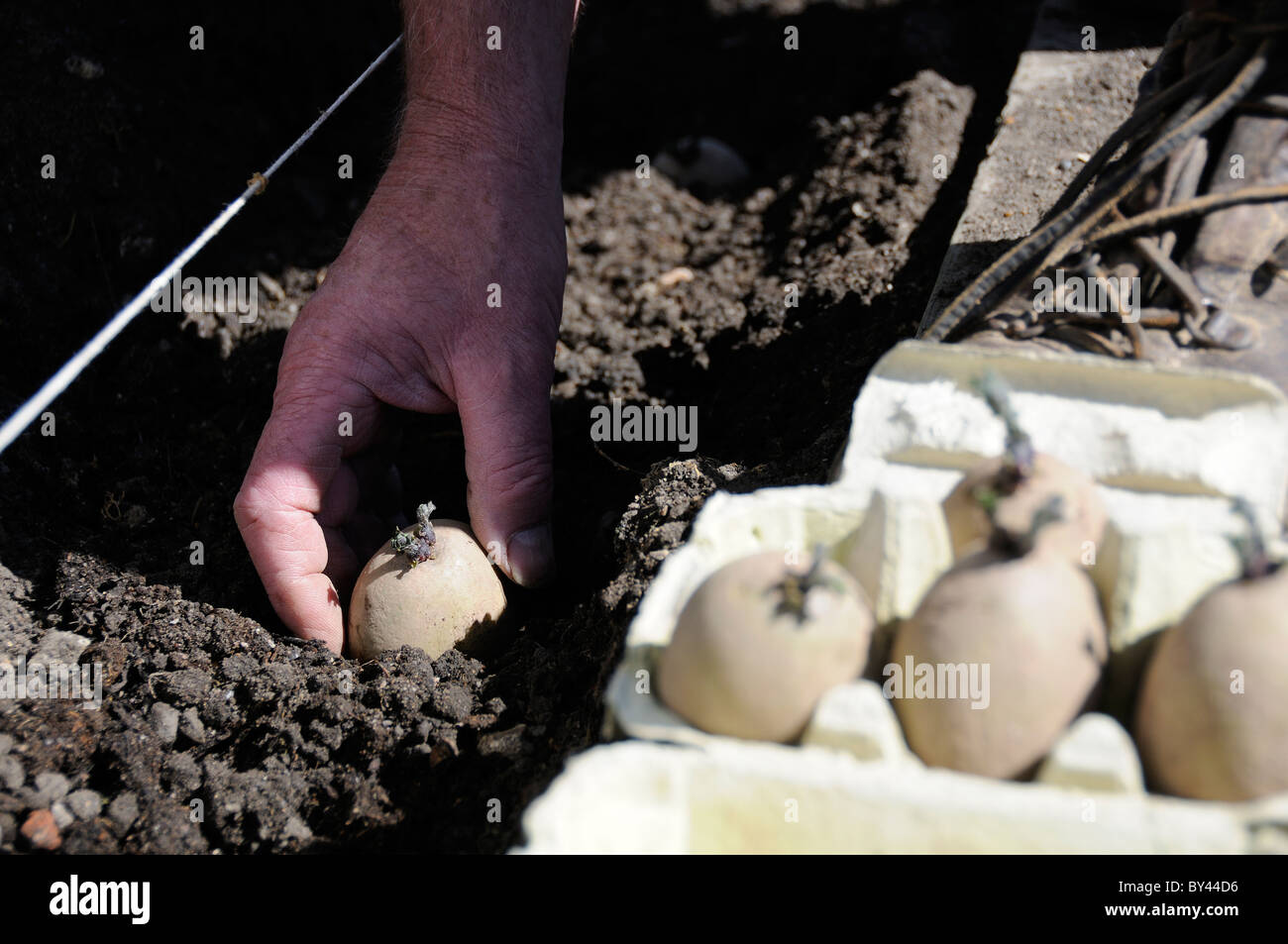 La plantation des pommes de terre de semence chitted jardinier à la main de l'oeuf du fort du sol au printemps à Reading, Berkshire, Royaume-Uni Banque D'Images