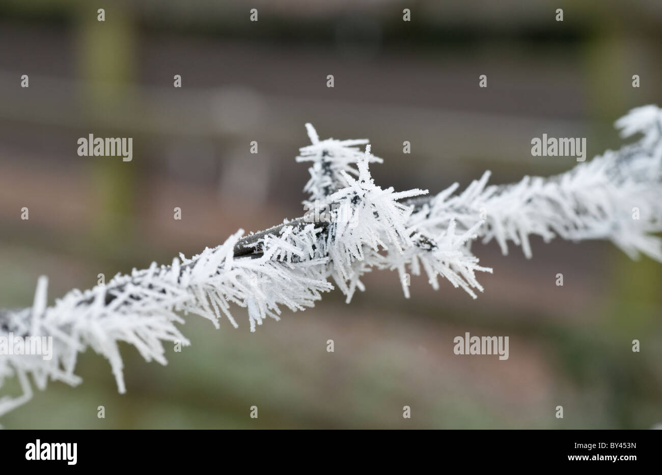 Barbelés couvert de hoare frost Banque D'Images