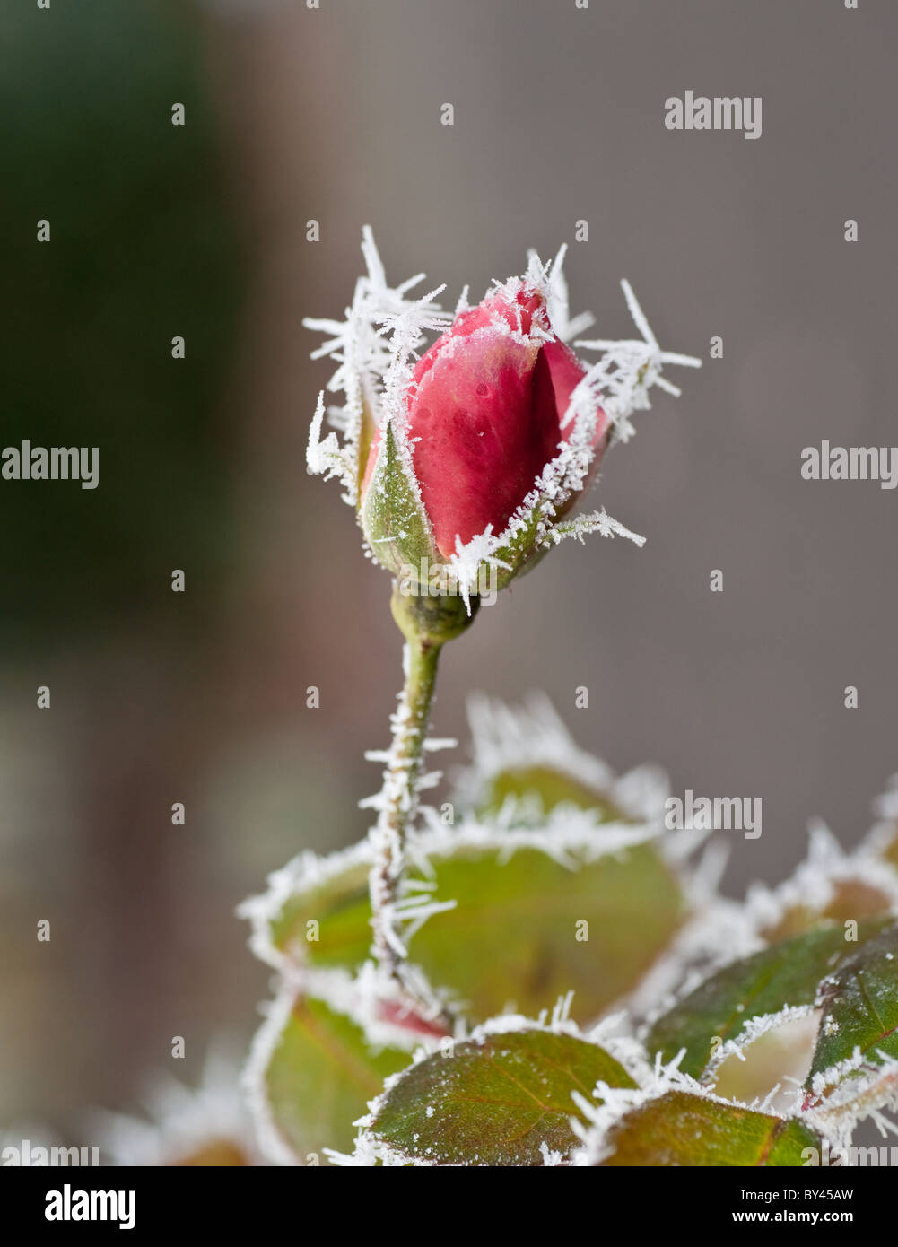 Bouton de rose rouge couvert de hoare frost Banque D'Images