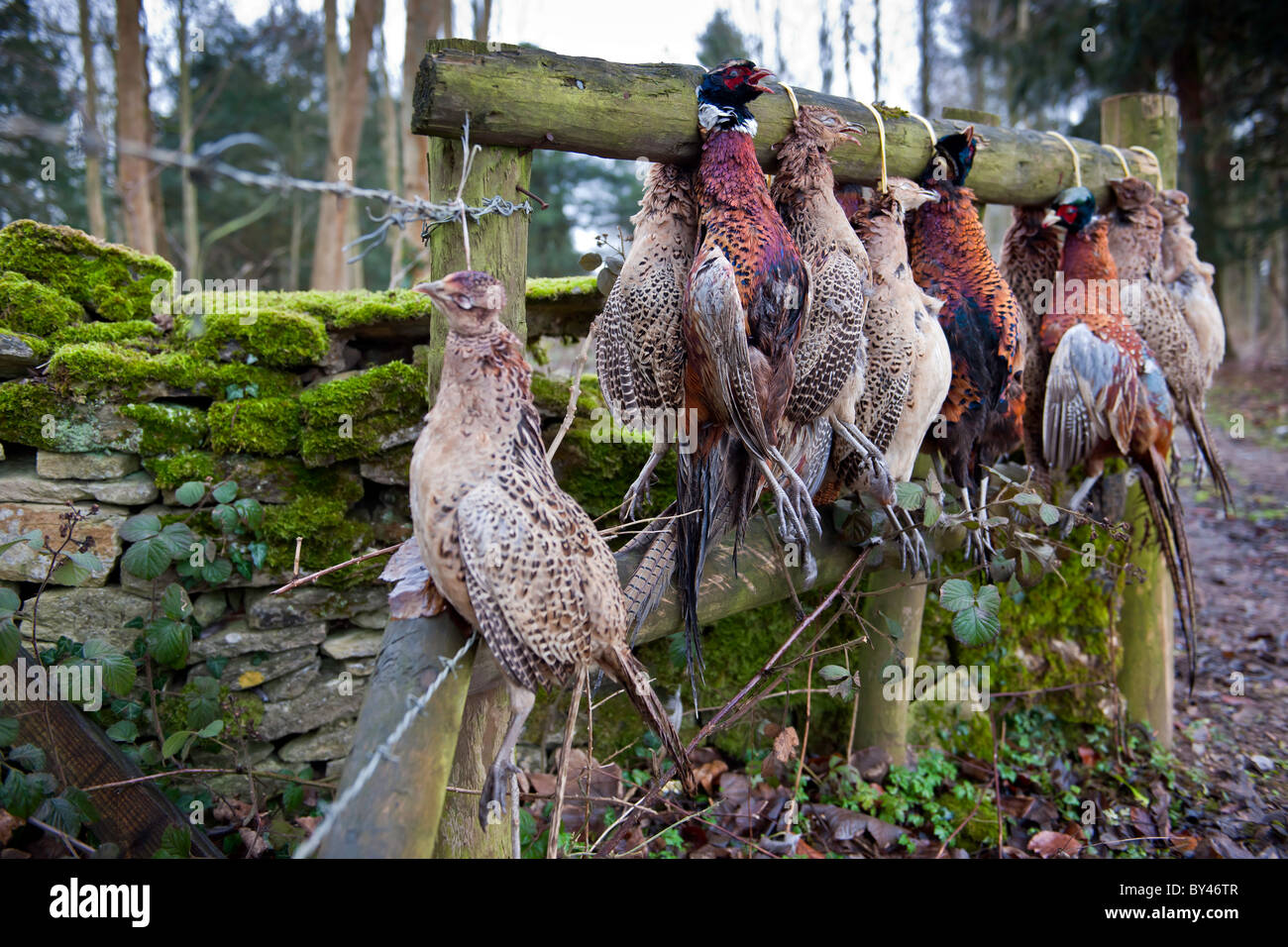 Le Pheasant Shoot Banque D'Images