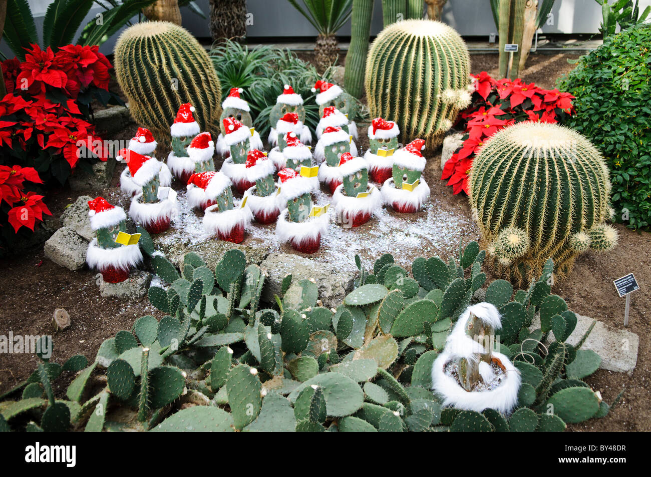 Jardin botanique Noël Caroler Cacti Montréal Canada // MONTRÉAL, Canada — les cacti sont décorés comme des chœurs de Noël à l'intérieur du jardin botanique de Montréal, l'un des plus grands jardins botaniques intérieurs au monde, avec une gamme de différents environnements allant des orchidées aux épices en passant par les cactus. Banque D'Images