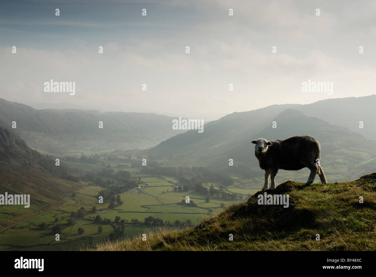 Moutons Herdwick surplombant la vallée de Langdale misty dans le Lake District Banque D'Images