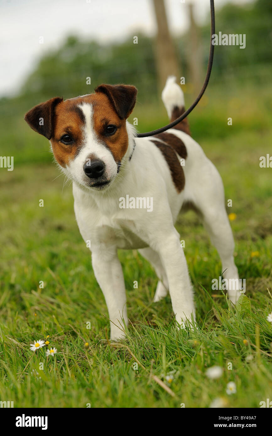 Alerter Jack Russell Terrier chien en laisse Banque D'Images