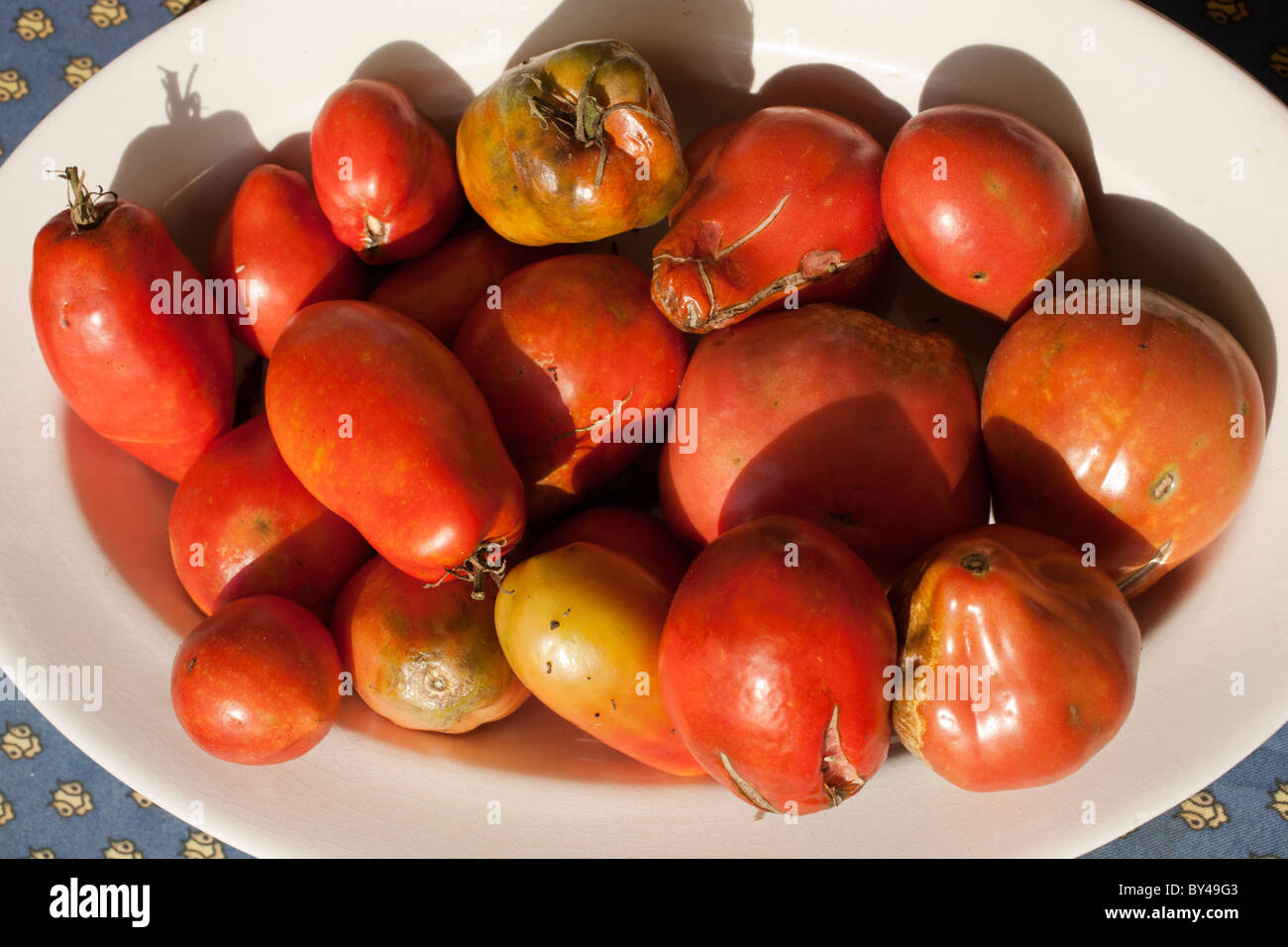 Assiette de tomates pourries Banque D'Images
