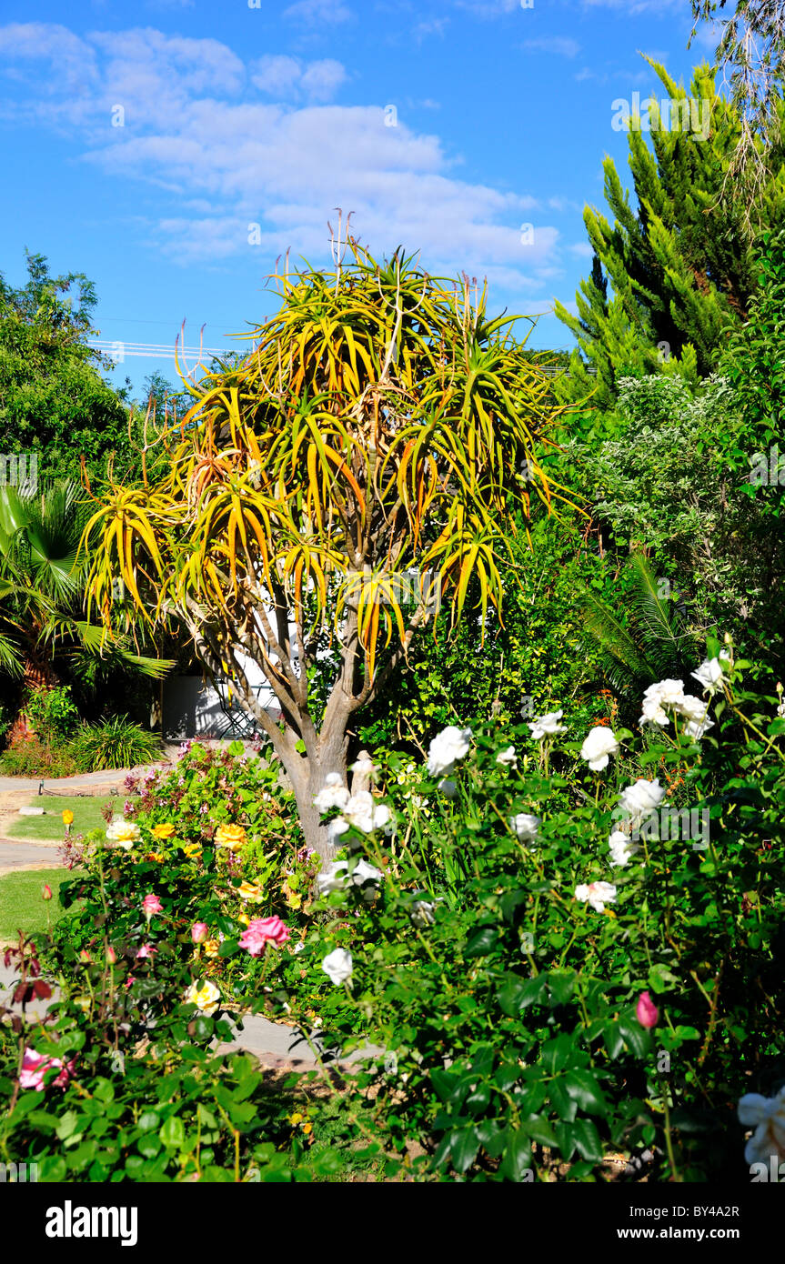 Arbre d'aloès dans un jardin de fleurs. Prince Albert, Afrique du Sud. Banque D'Images