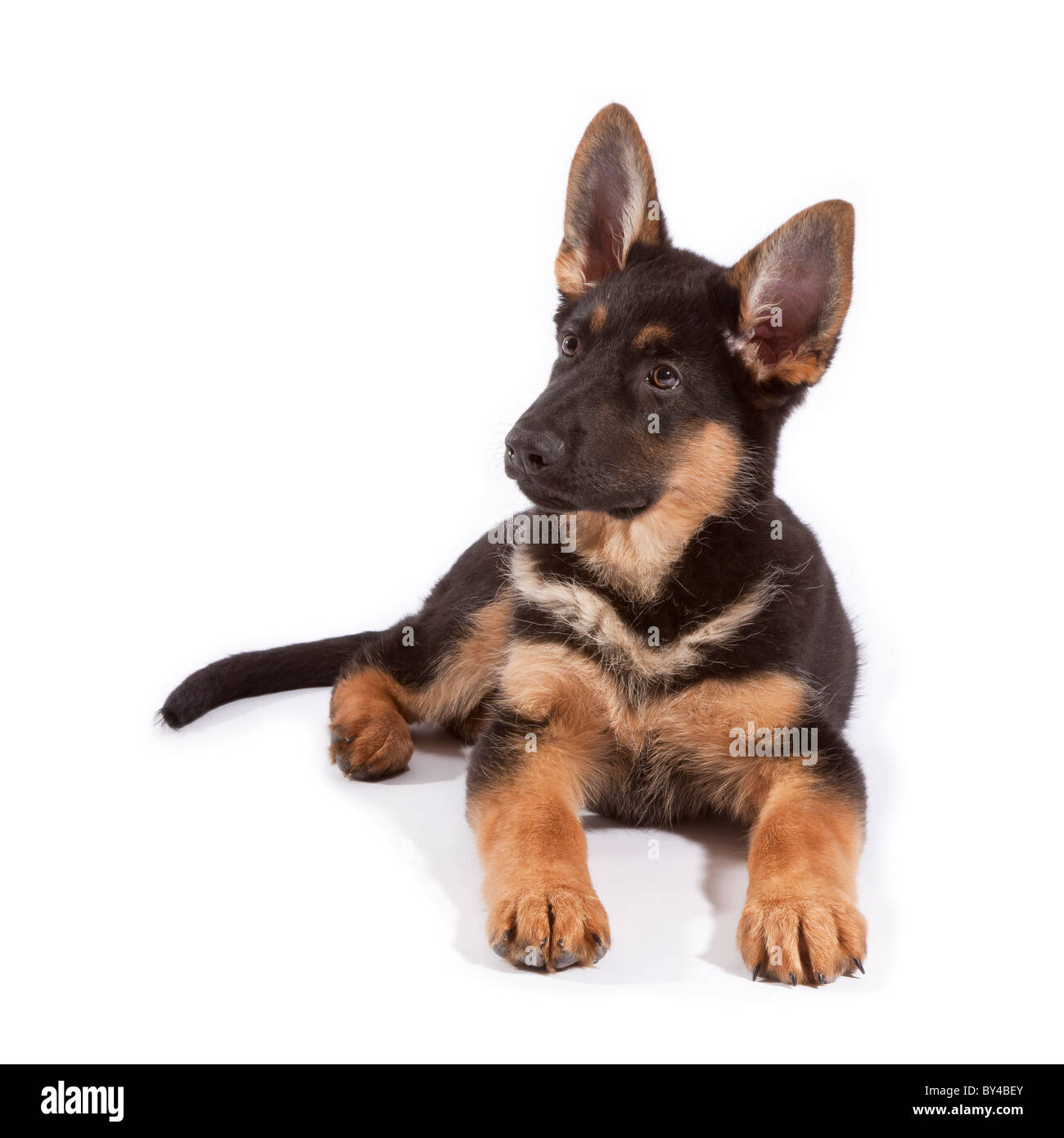 Un berger allemand de 11 semaines chiot chien couché Banque D'Images