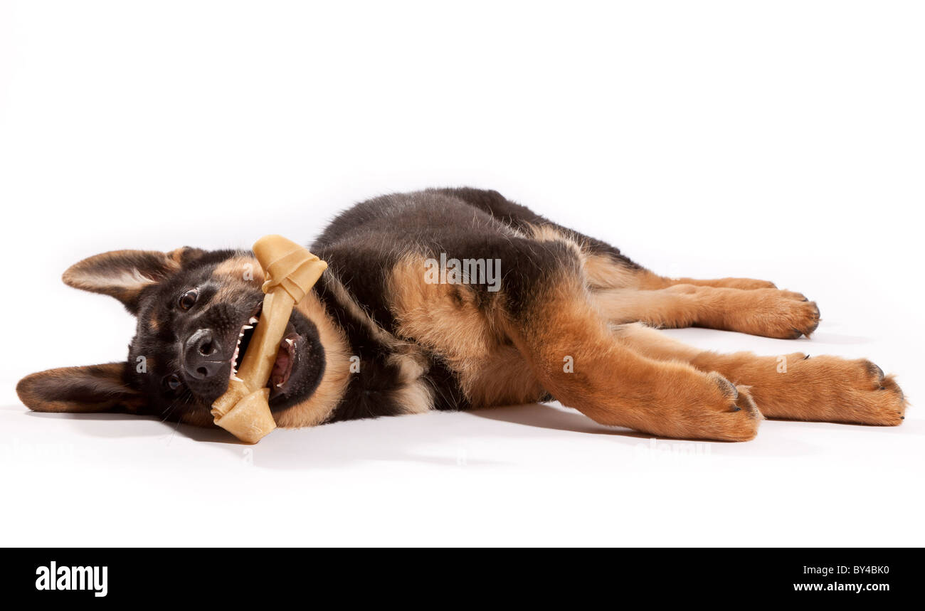 Un berger allemand de treize semaines chiot chien couché sur le côté avec un os Banque D'Images