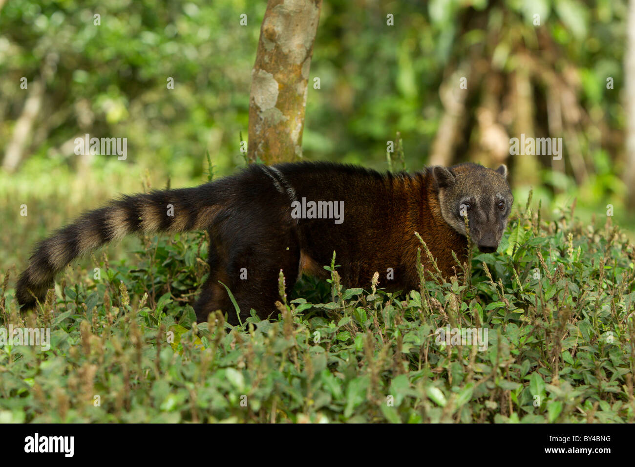 Procyon cancrivorus Brown Espèce de raton-laveur tourné dans la forêt tropicale équatorienne sauvages Banque D'Images