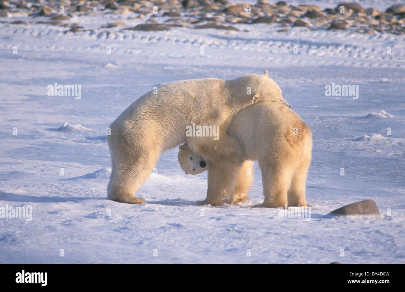 L'ours polaire (Ursus maritimus) deux jeunes hommes jouer-combats sur la glace - Churchill - Manitoba - Canada Banque D'Images