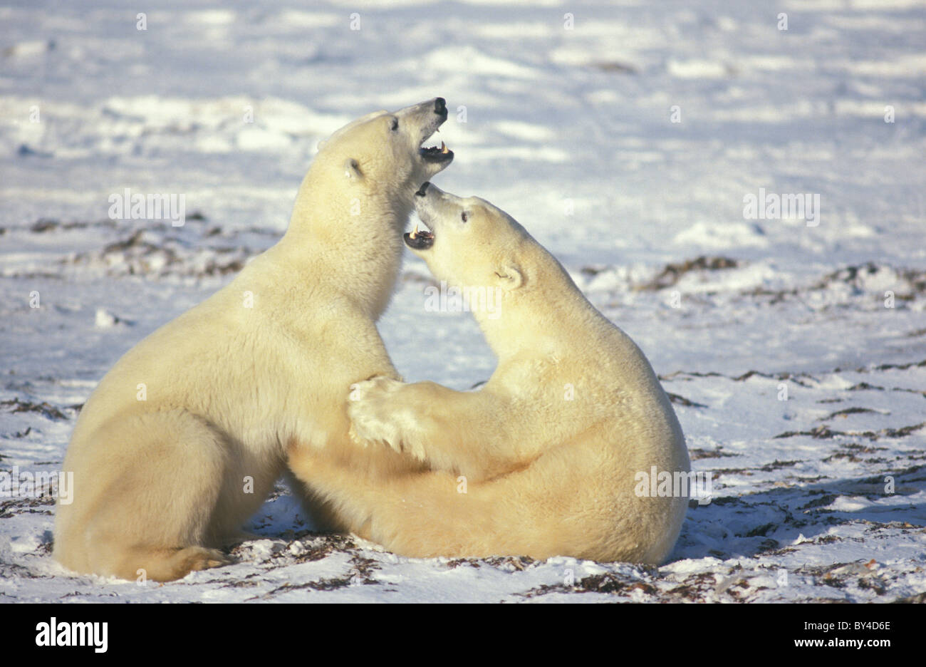 L'ours polaire (Ursus maritimus) deux jeunes hommes jouer-combats - Churchill - Manitoba - Canada Banque D'Images